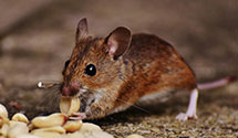 24 Hour & Emergency Exterminators in Valley Vlg, CA